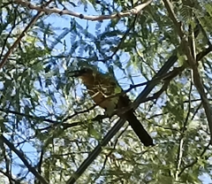 Quiscalus mexicanus