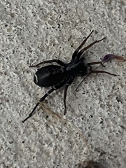Castianeira longipalpa