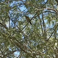 Quiscalus mexicanus