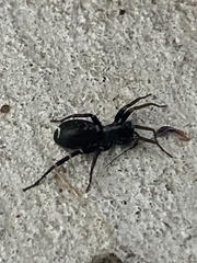 Castianeira longipalpa
