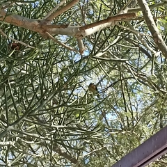 Quiscalus mexicanus