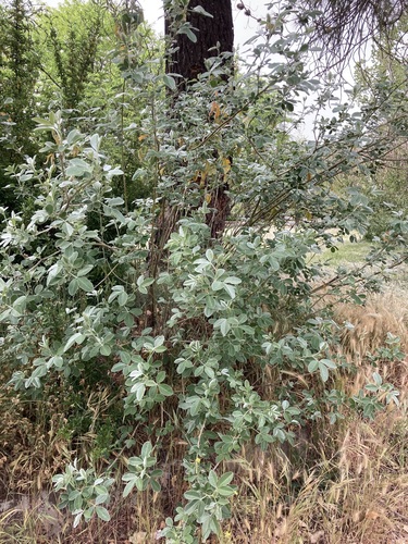 Argyrocytisus battandieri image