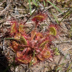 Drosera rotundifolia image