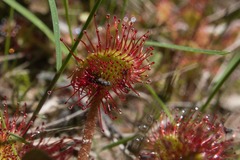 Drosera rotundifolia image