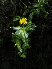 Arnica amplexicaulis