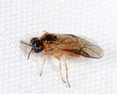 Acordulecera dorsalis