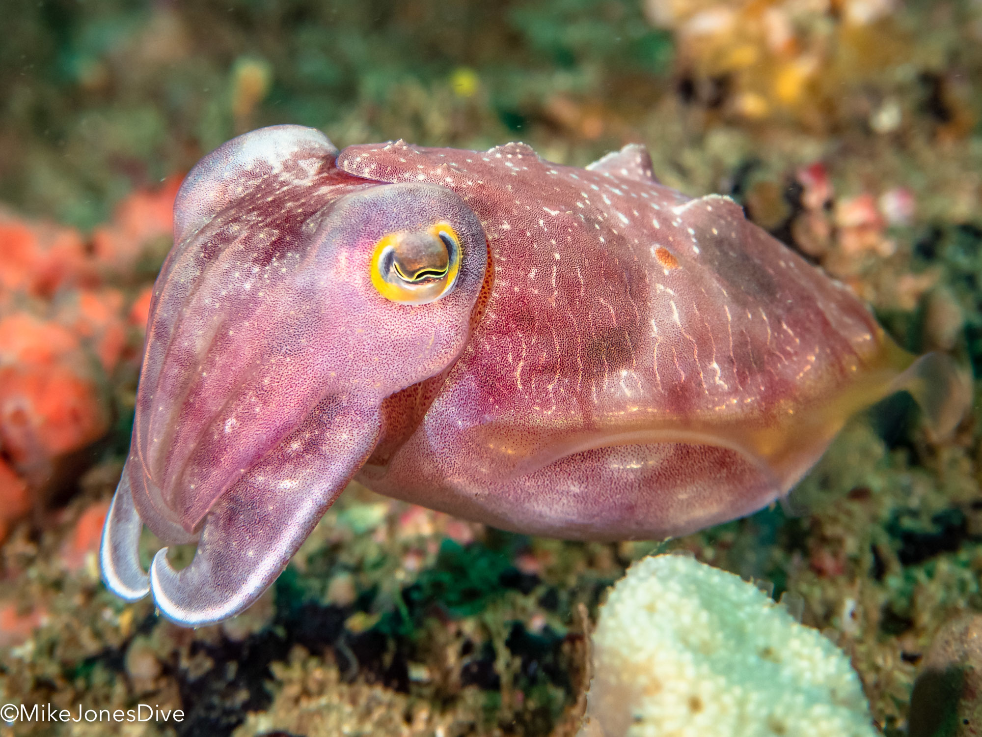 Sepia sp., Sepia sp. (Cephalopoda, Sepiida), Cuttlefish (en…