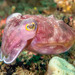 Ken's Cuttlefish - Photo (c) Mike Jones, some rights reserved (CC BY-NC), uploaded by Mike Jones