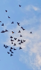 Aves