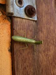 Photiomantis