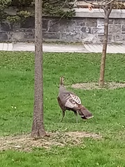 Meleagris gallopavo