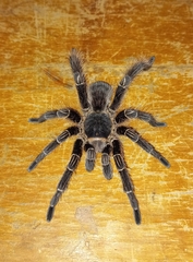 Eupalaestrus crassimetatarsis