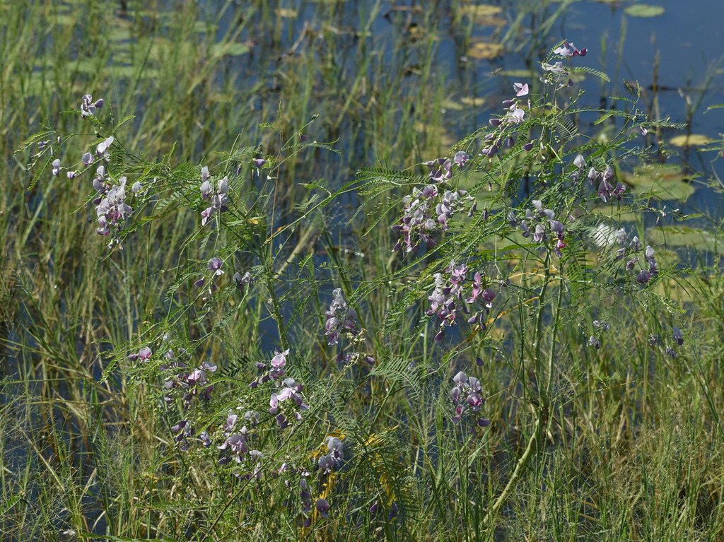 Sesbania erubescens (Benth.) N.T.Burb. 3
