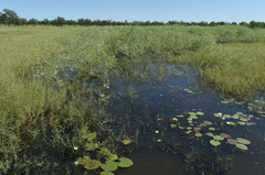 Sesbania erubescens