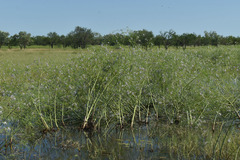 Sesbania erubescens