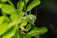 Capnobotes occidentalis