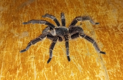 Eupalaestrus crassimetatarsis