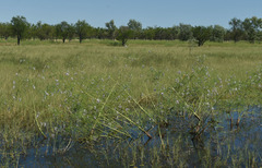 Sesbania erubescens