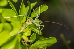 Capnobotes occidentalis