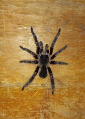 Eupalaestrus crassimetatarsis