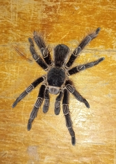 Eupalaestrus crassimetatarsis