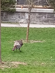 Meleagris gallopavo
