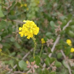 Rhamphospermum nigrum