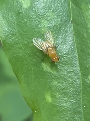Neogriphoneura