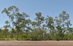 Eucalyptus tetrodonta