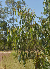 Eucalyptus tetrodonta