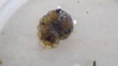 Helicopsyche borealis