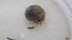 Helicopsyche borealis