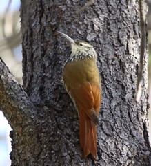 Lepidocolaptes leucogaster