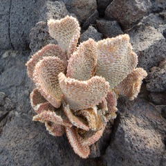Opuntia basilaris basilaris