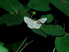 Trigrammia quadrinotaria