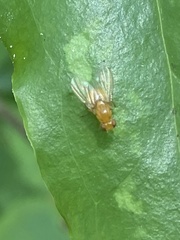Neogriphoneura