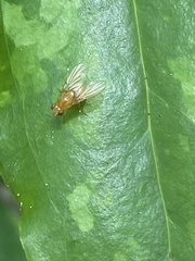 Neogriphoneura