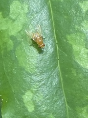 Neogriphoneura