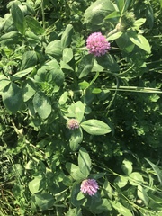 Trifolium pratense