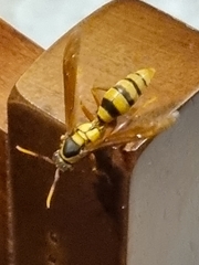 Polistes carnifex carnifex