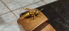 Polistes carnifex carnifex
