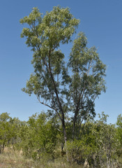 Eucalyptus normantonensis