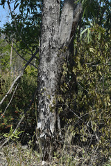 Eucalyptus normantonensis