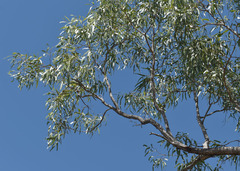 Eucalyptus normantonensis