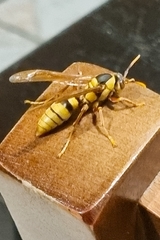 Polistes carnifex carnifex