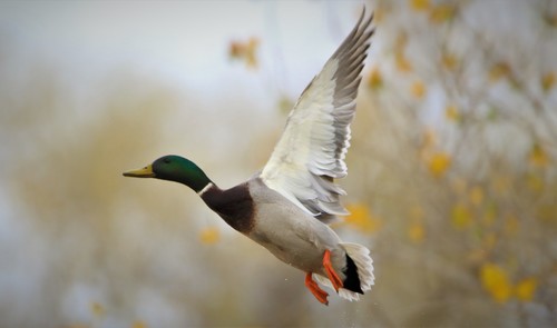 Mallard