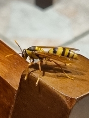 Polistes carnifex carnifex