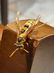 Polistes carnifex carnifex