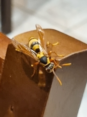 Polistes carnifex carnifex
