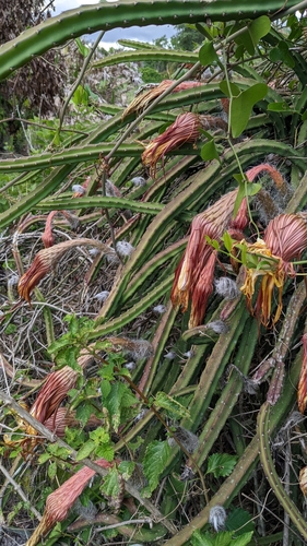 Selenicereus pteranthus